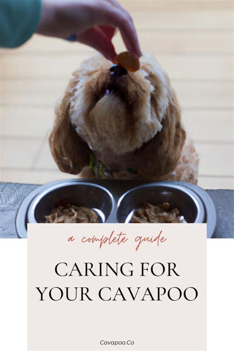 cabapo|Ultimate Cavapoo Guide 